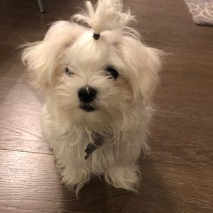 Meet your Posher, Mia